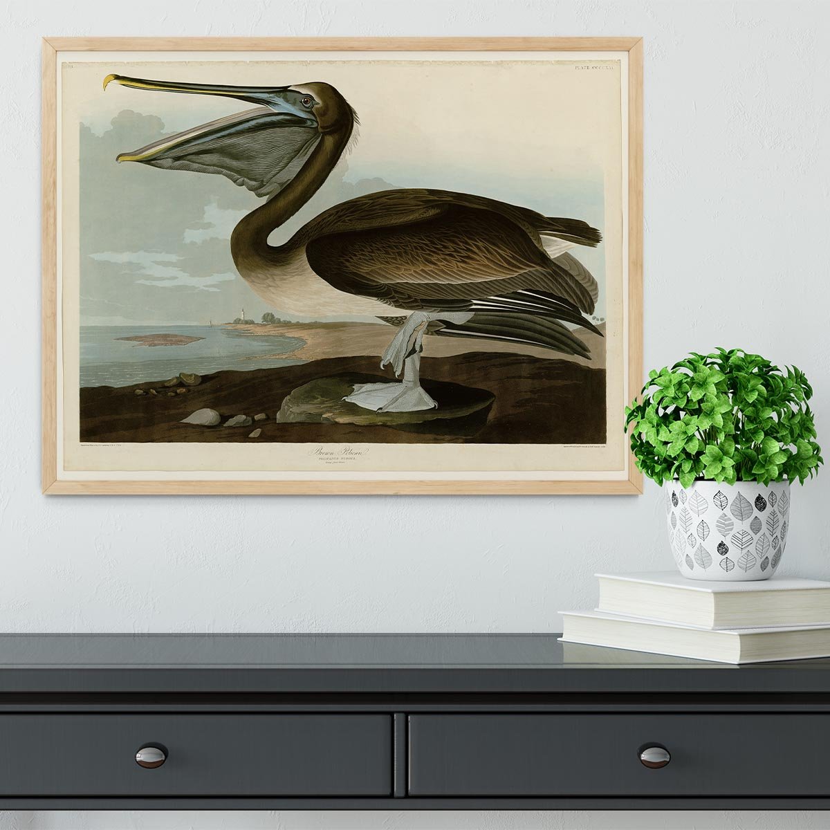 Brown Pelican by Audubon Framed Print - Canvas Art Rocks - 4