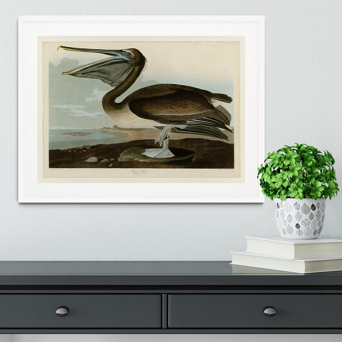 Brown Pelican by Audubon Framed Print - Canvas Art Rocks - 5