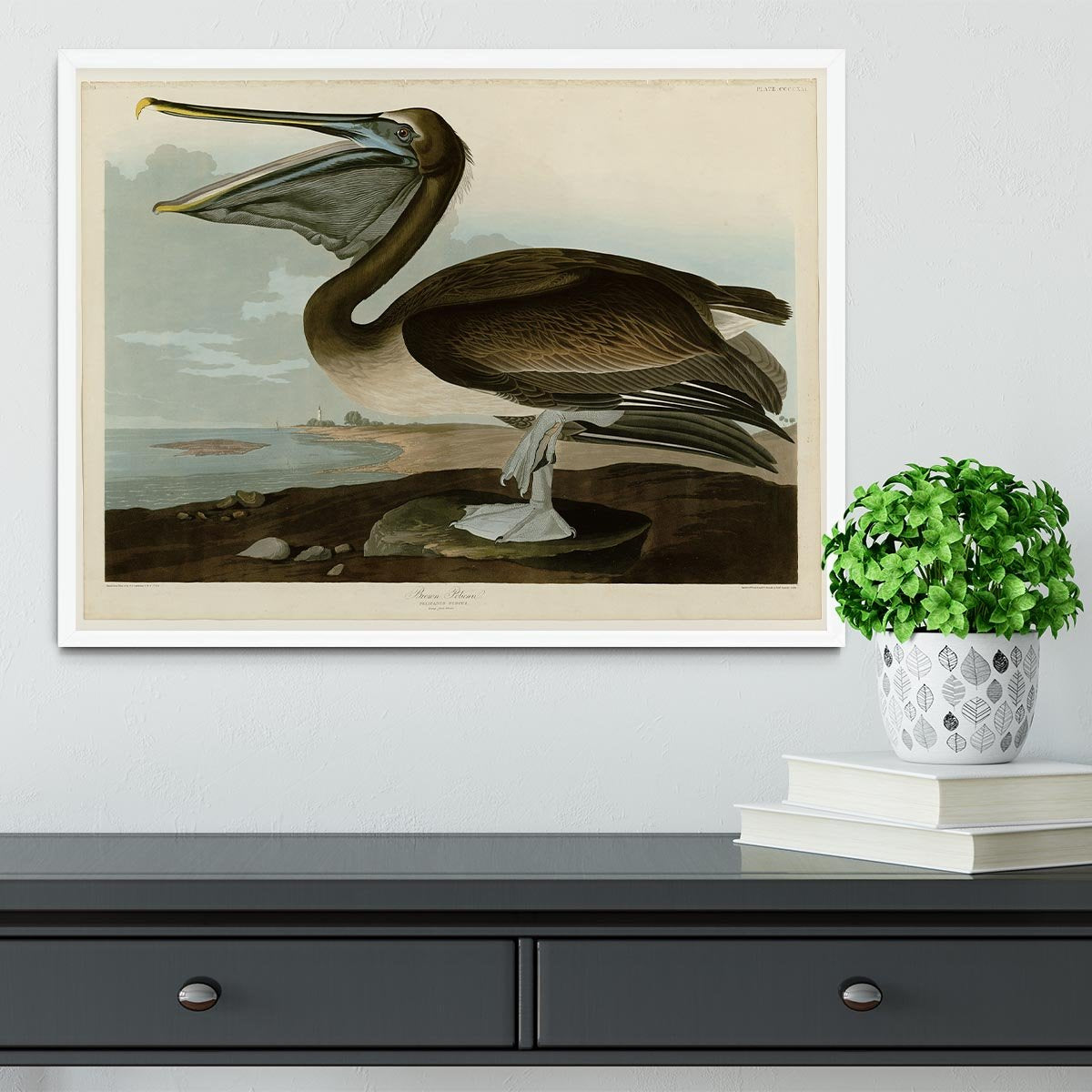 Brown Pelican by Audubon Framed Print - Canvas Art Rocks -6