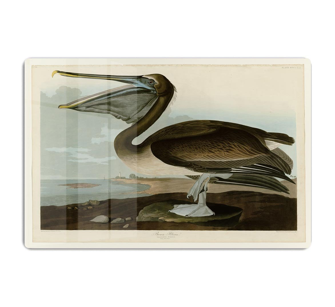 Brown Pelican by Audubon HD Metal Print - Canvas Art Rocks - 1