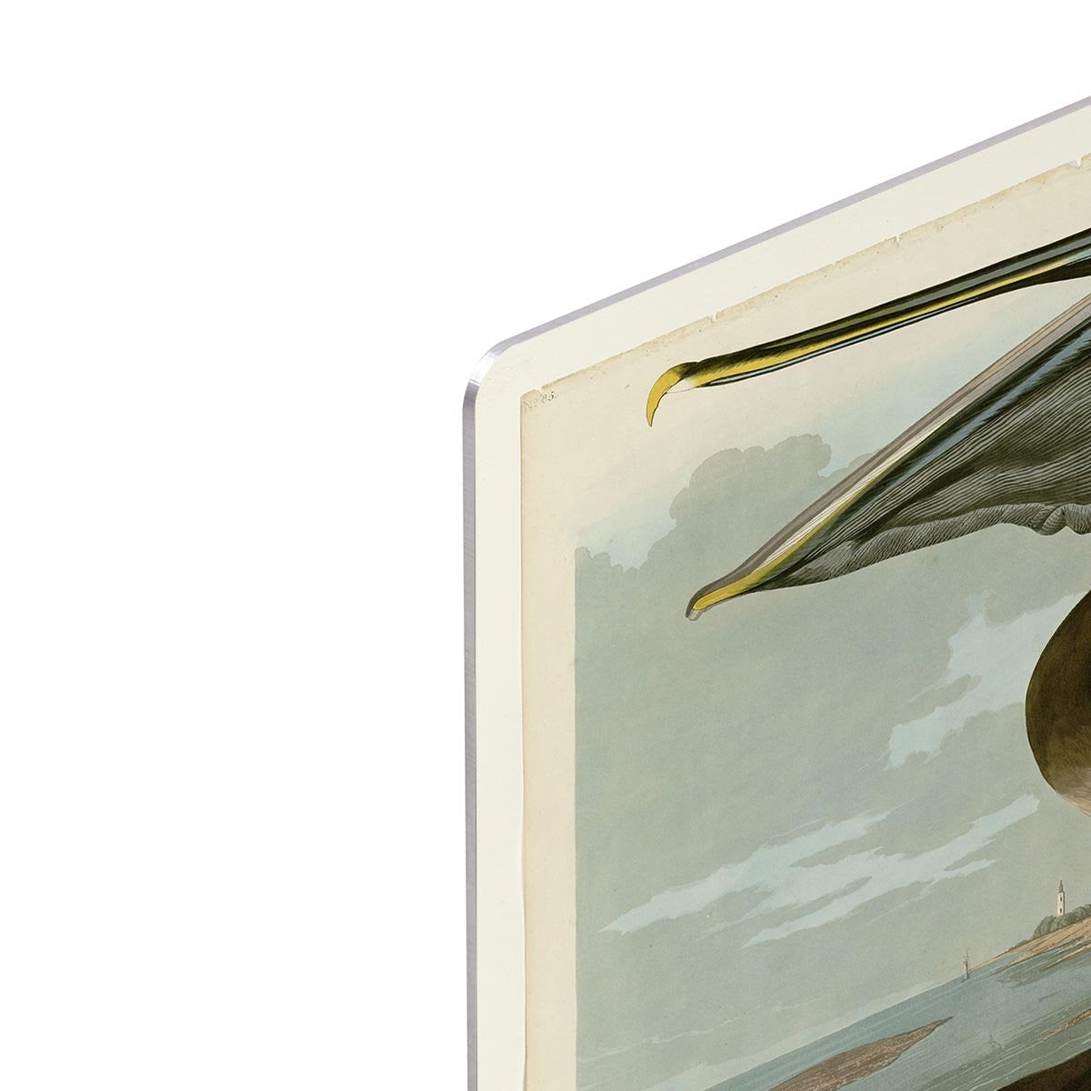 Brown Pelican by Audubon HD Metal Print - Canvas Art Rocks - 4