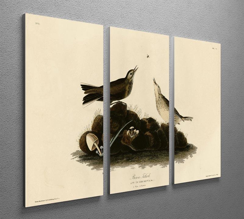 Brown Titlark by Audubon 3 Split Panel Canvas Print - Canvas Art Rocks - 2