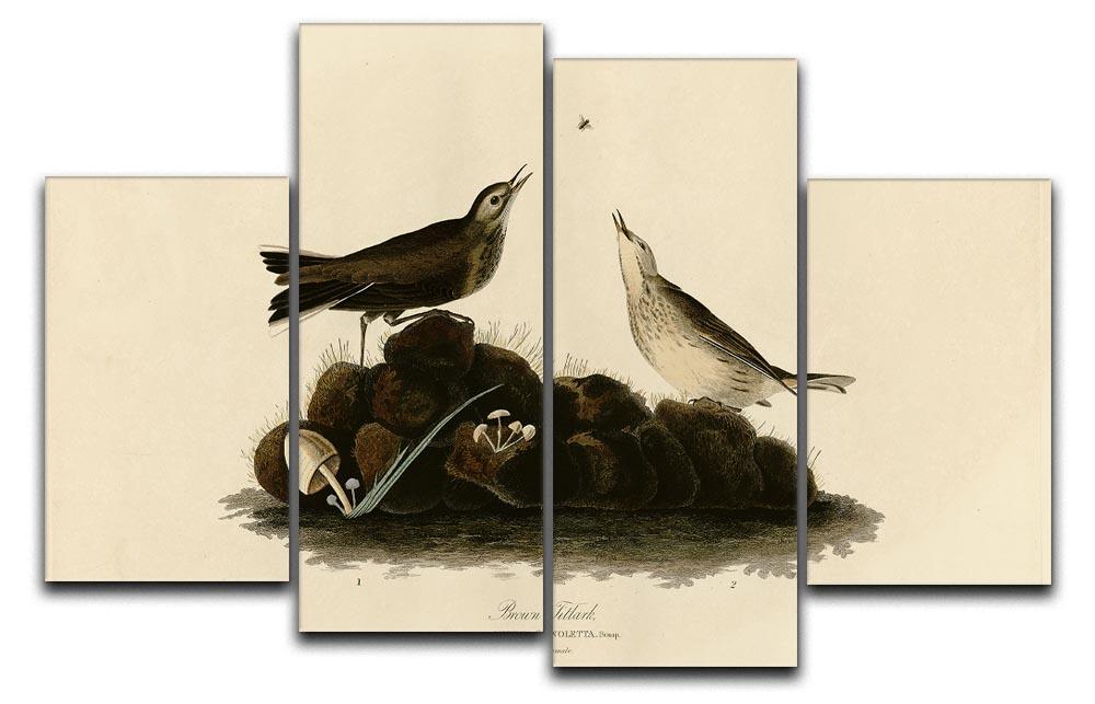 Brown Titlark by Audubon 4 Split Panel Canvas - Canvas Art Rocks - 1