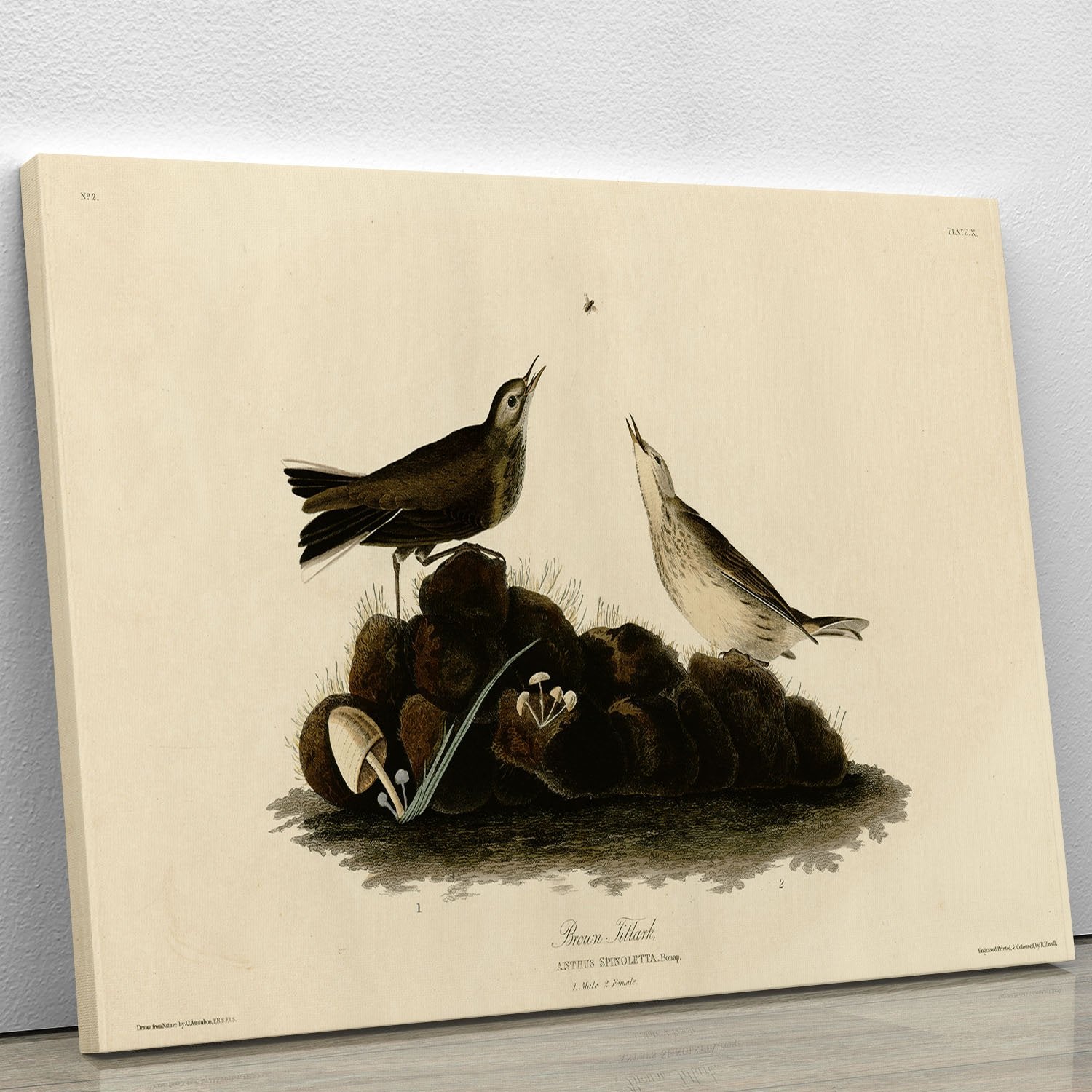 Brown Titlark by Audubon Canvas Print or Poster