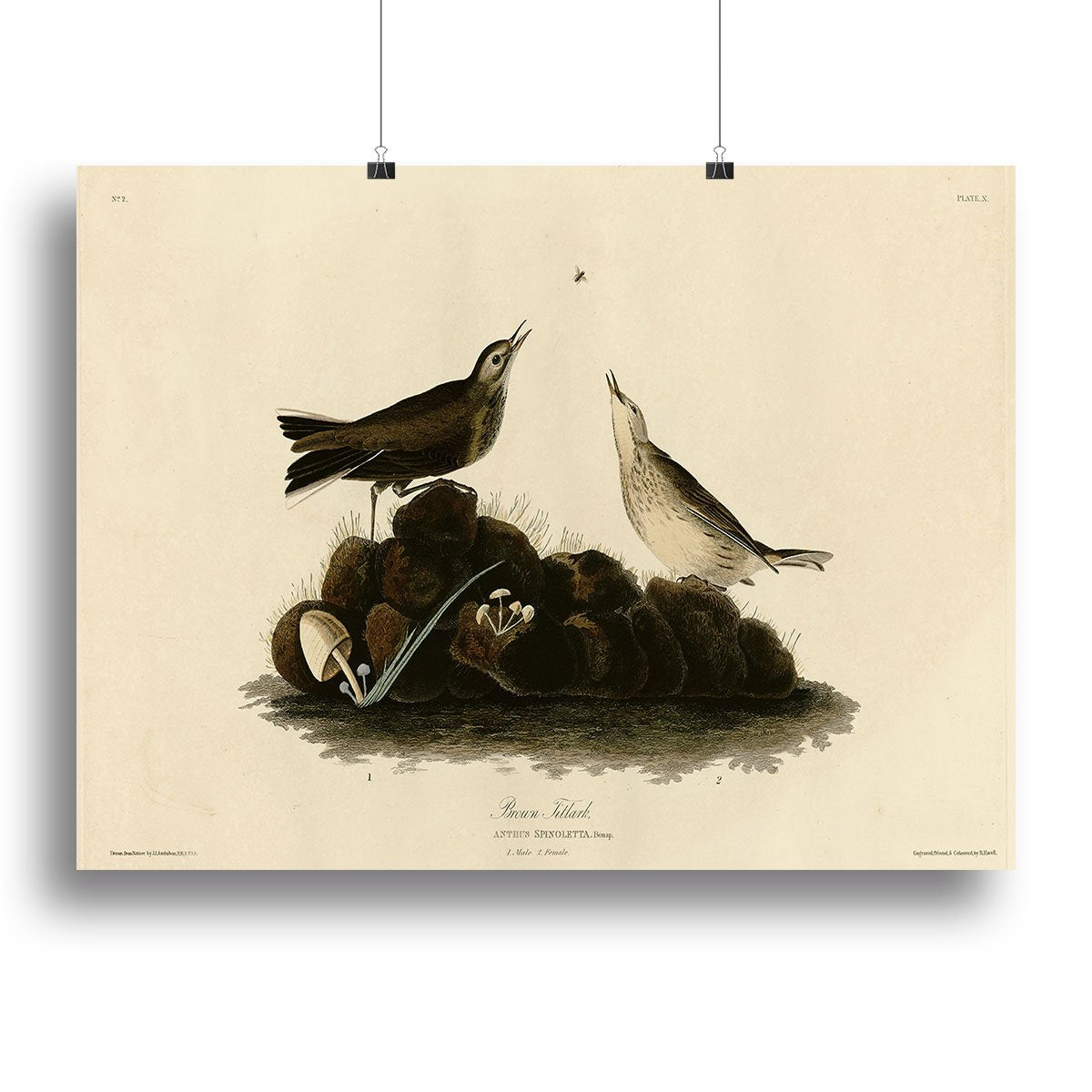 Brown Titlark by Audubon Canvas Print or Poster