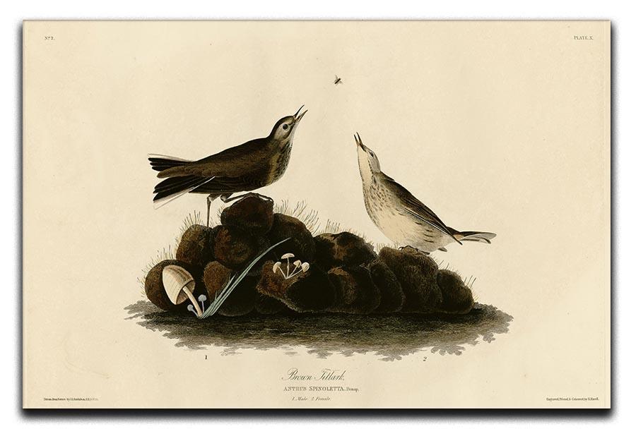 Brown Titlark by Audubon Canvas Print or Poster - Canvas Art Rocks - 1