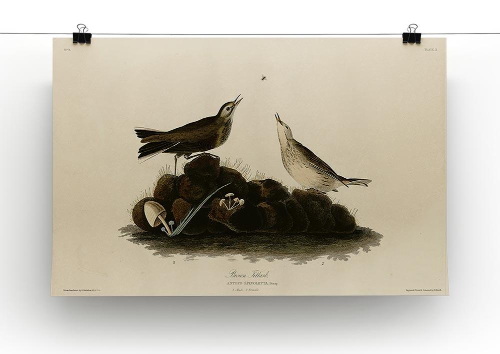 Brown Titlark by Audubon Canvas Print or Poster - Canvas Art Rocks - 2