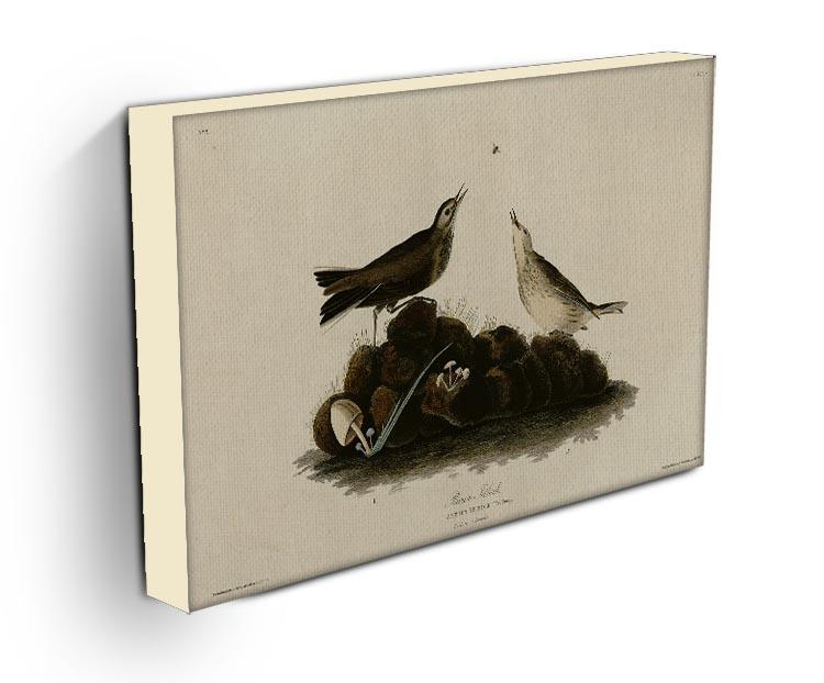 Brown Titlark by Audubon Canvas Print or Poster - Canvas Art Rocks - 3