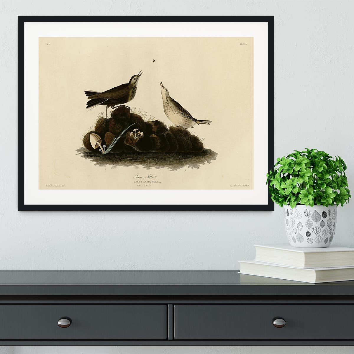 Brown Titlark by Audubon Framed Print - Canvas Art Rocks - 1