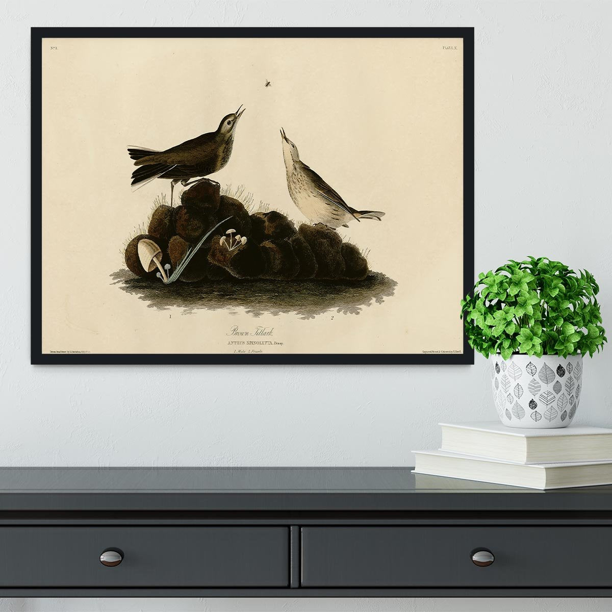 Brown Titlark by Audubon Framed Print - Canvas Art Rocks - 2