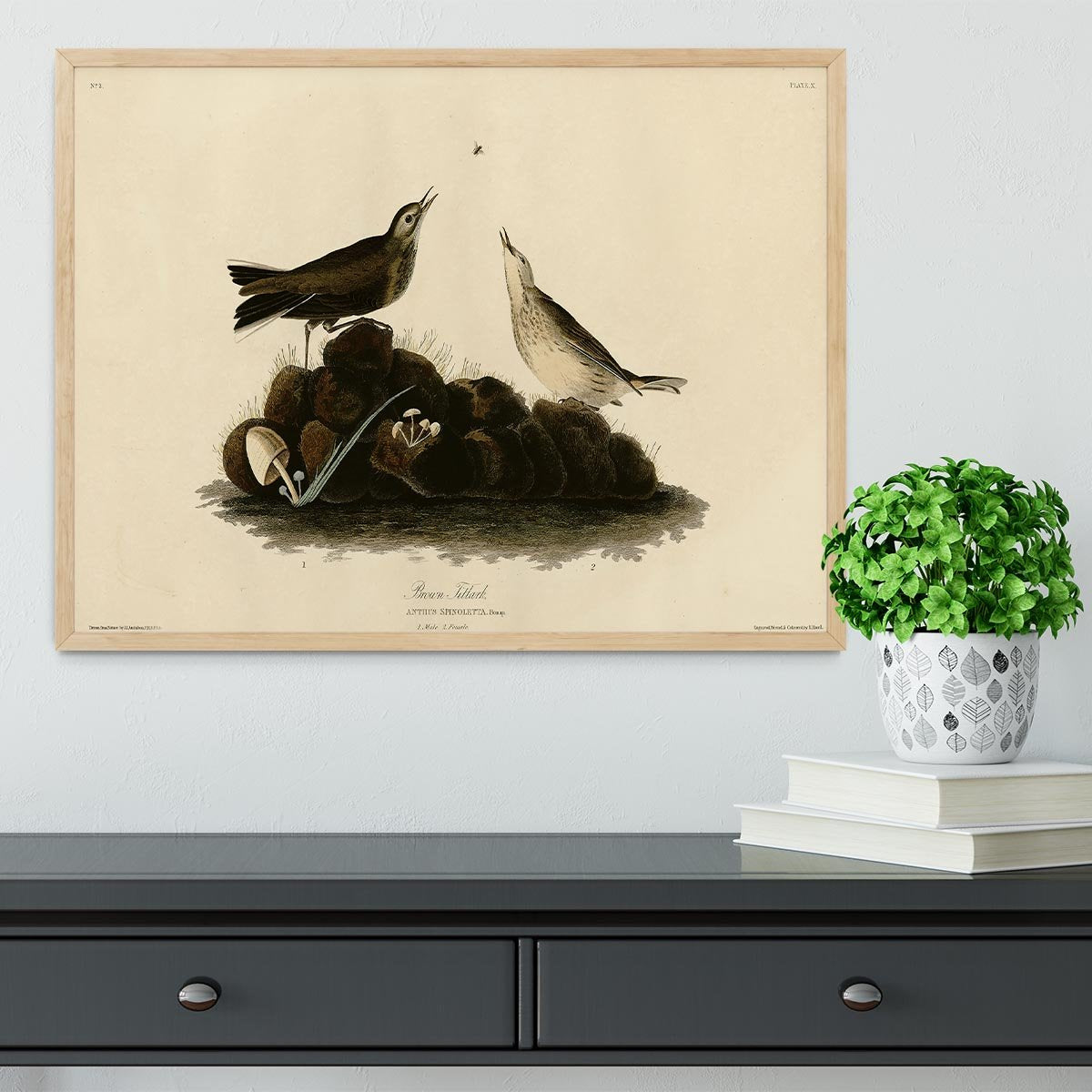 Brown Titlark by Audubon Framed Print - Canvas Art Rocks - 4