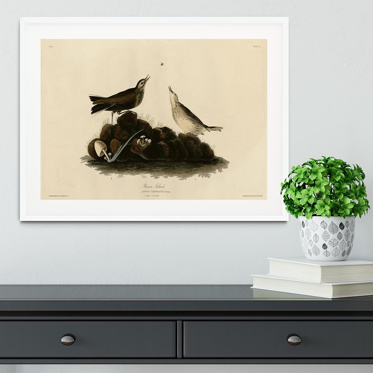 Brown Titlark by Audubon Framed Print - Canvas Art Rocks - 5