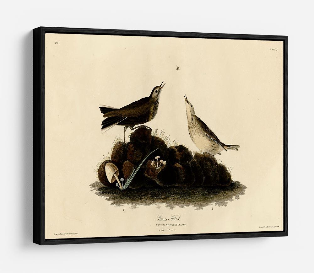 Brown Titlark by Audubon HD Metal Print - Canvas Art Rocks - 6