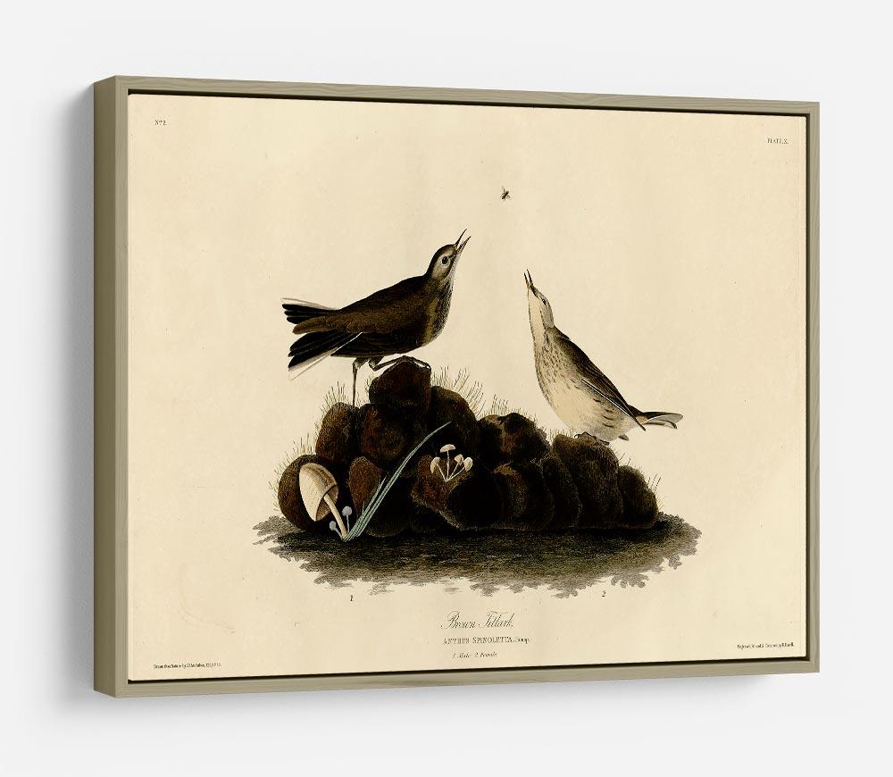Brown Titlark by Audubon HD Metal Print - Canvas Art Rocks - 8