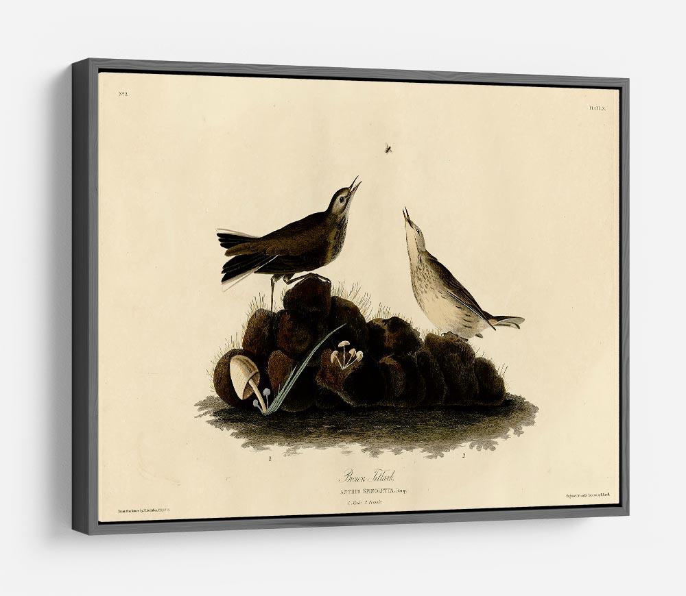 Brown Titlark by Audubon HD Metal Print - Canvas Art Rocks - 9