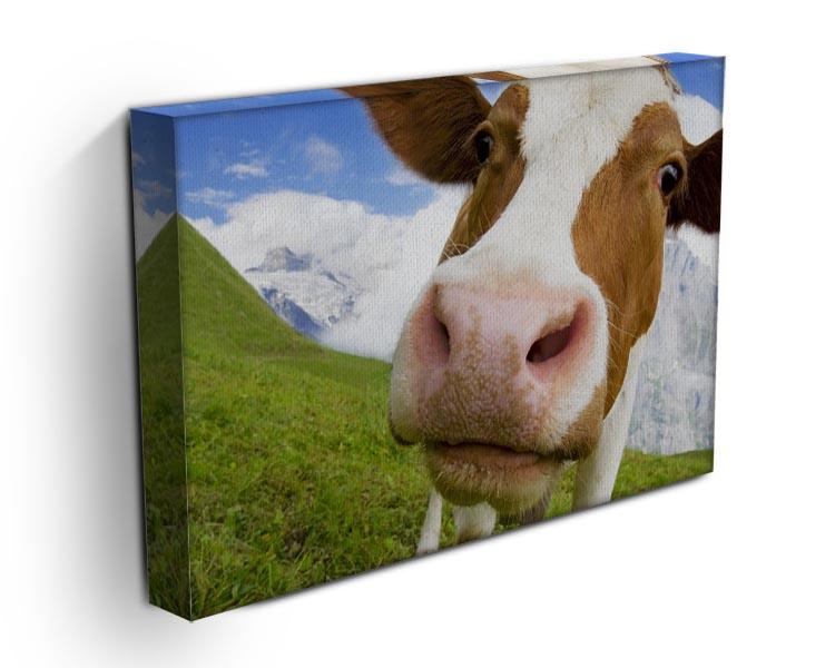 Brown and white cow in alps Canvas Print or Poster - Canvas Art Rocks - 3