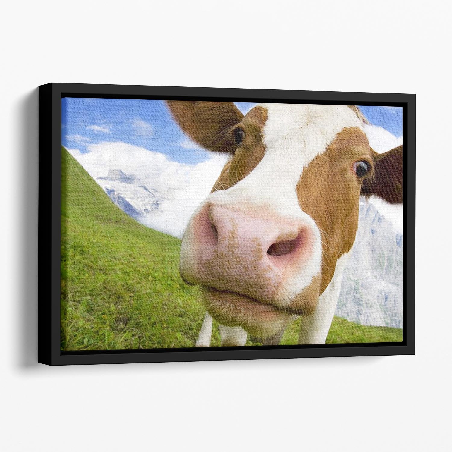 Brown and white cow in alps Floating Framed Canvas - Canvas Art Rocks - 1