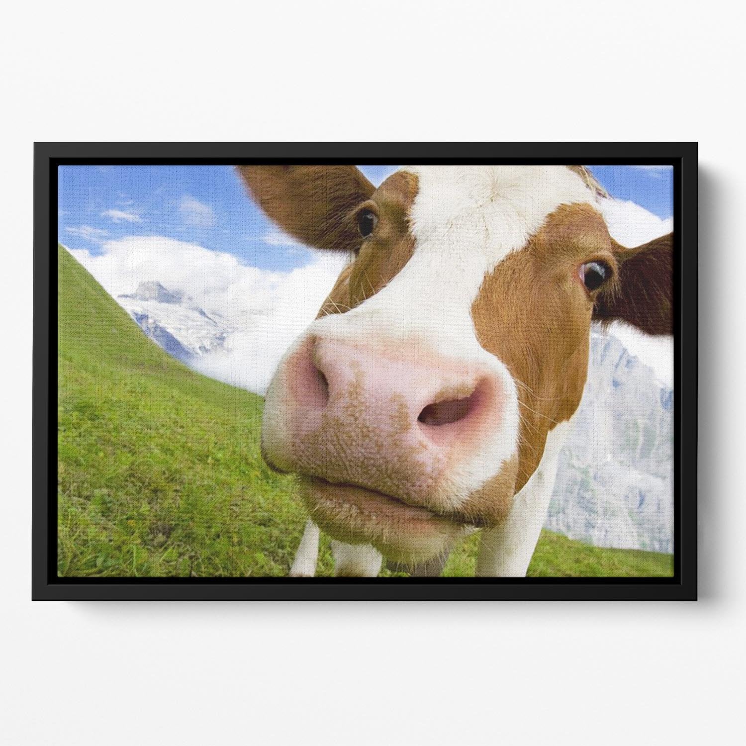 Brown and white cow in alps Floating Framed Canvas - Canvas Art Rocks - 2
