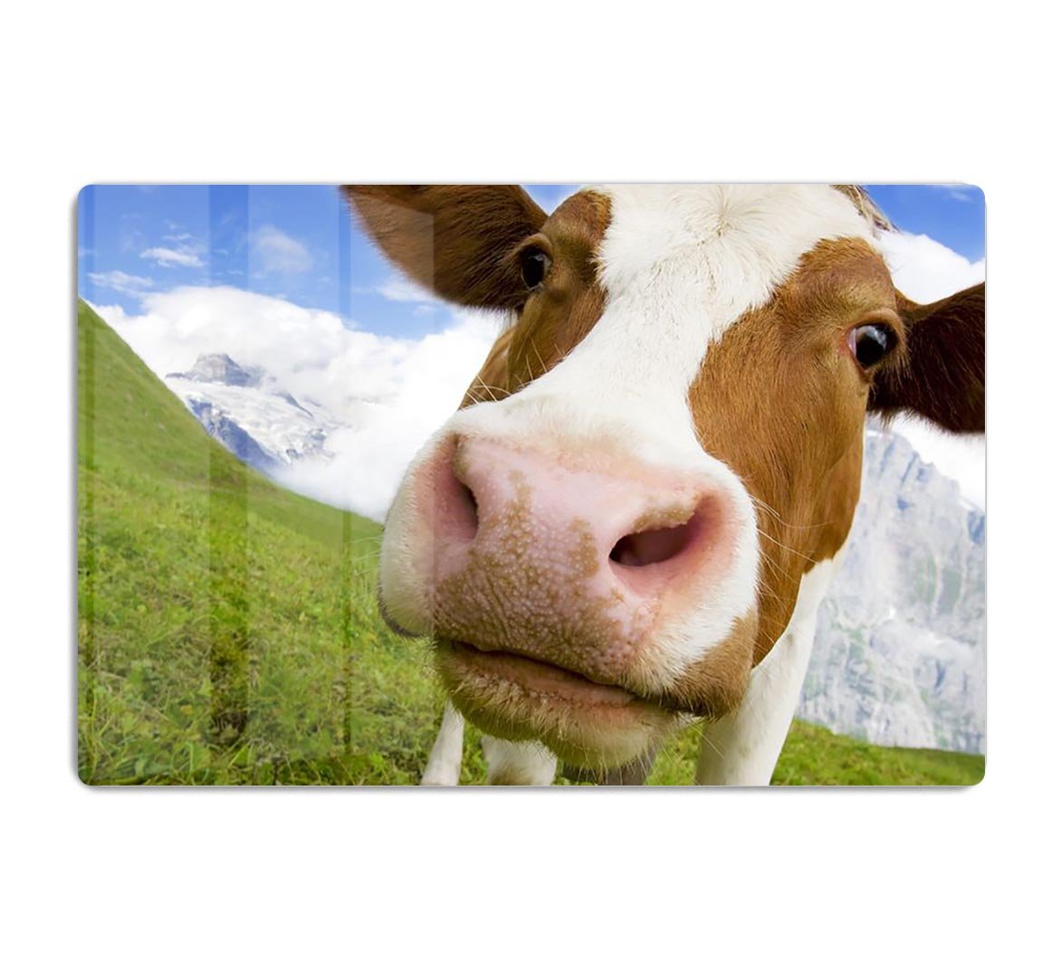 Brown and white cow in alps HD Metal Print - Canvas Art Rocks - 1