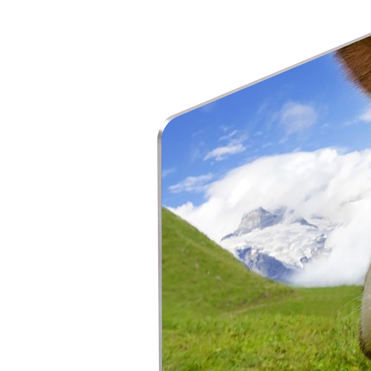 Brown and white cow in alps HD Metal Print - Canvas Art Rocks - 4