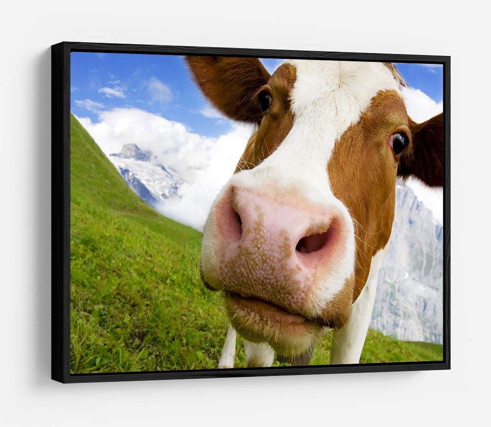 Brown and white cow in alps HD Metal Print - Canvas Art Rocks - 6