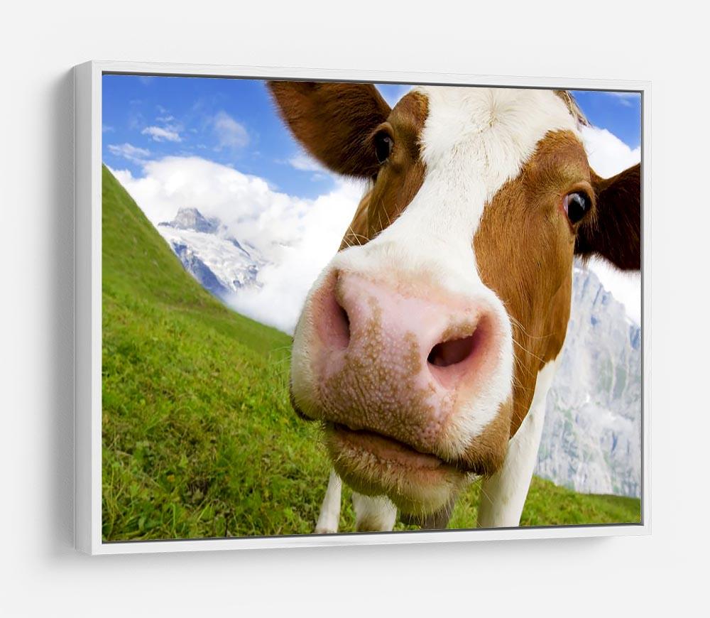 Brown and white cow in alps HD Metal Print - Canvas Art Rocks - 7
