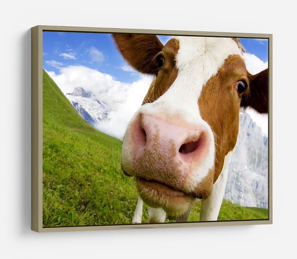 Brown and white cow in alps HD Metal Print - Canvas Art Rocks - 8