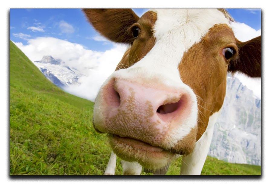 Brown and white cow in the alps Canvas Print or Poster - Canvas Art Rocks - 1