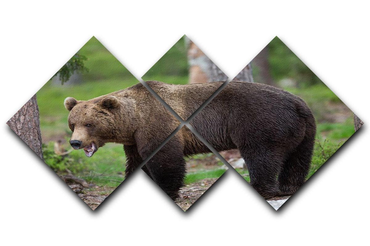 Brown bear in Tiaga forest 4 Square Multi Panel Canvas - Canvas Art Rocks - 1