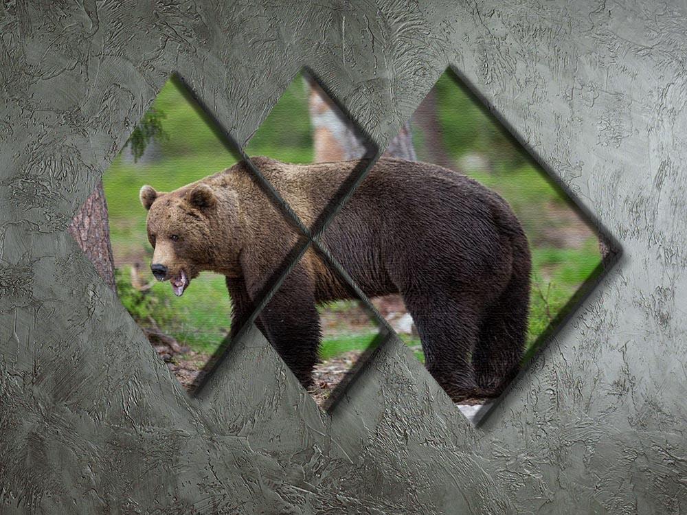 Brown bear in Tiaga forest 4 Square Multi Panel Canvas - Canvas Art Rocks - 2