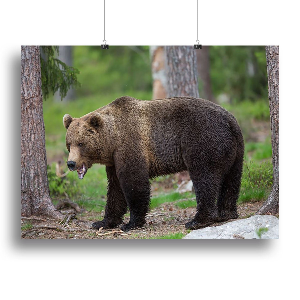 Brown bear in Tiaga forest Canvas Print or Poster