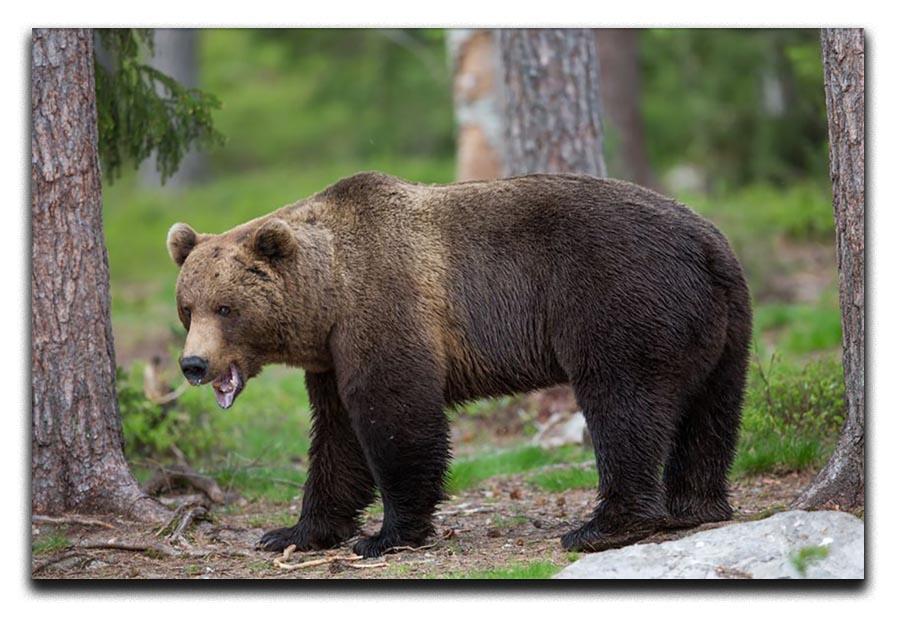 Brown bear in Tiaga forest Canvas Print or Poster - Canvas Art Rocks - 1
