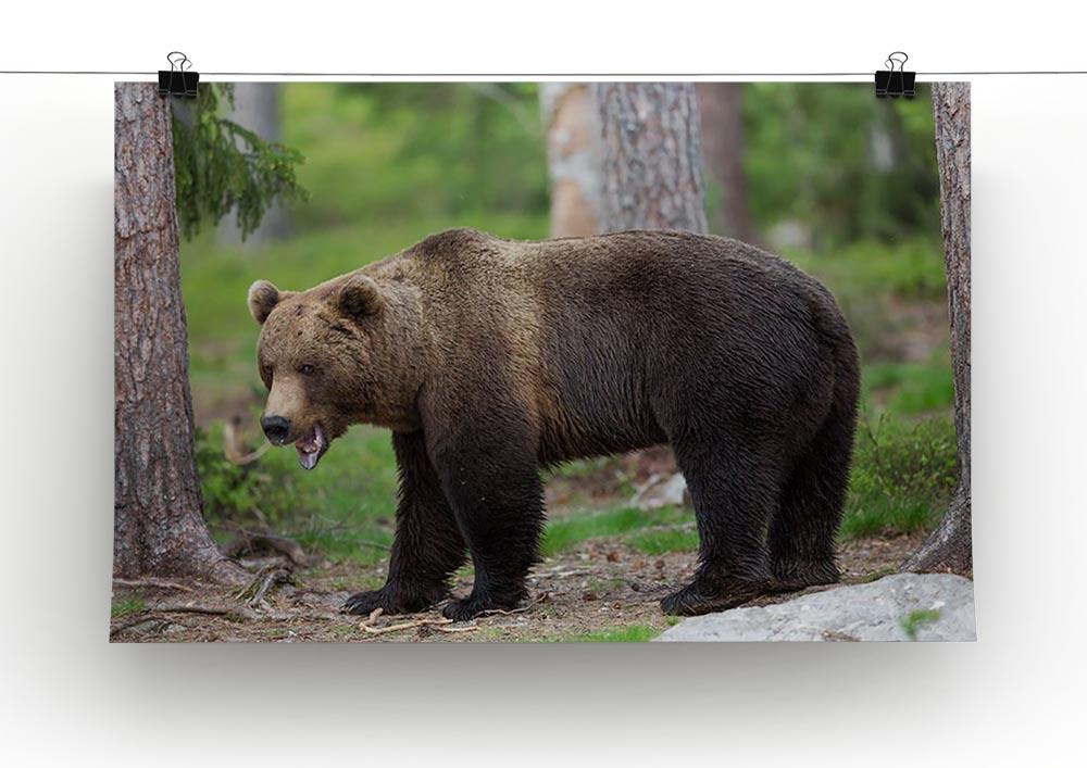Brown bear in Tiaga forest Canvas Print or Poster - Canvas Art Rocks - 2