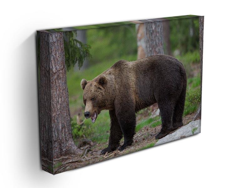 Brown bear in Tiaga forest Canvas Print or Poster - Canvas Art Rocks - 3