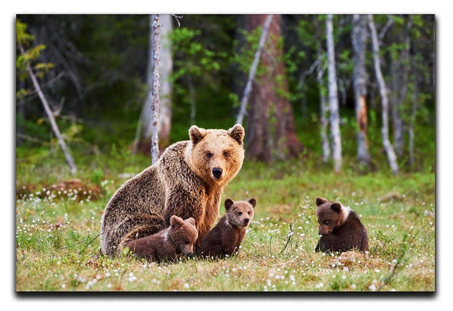 Brown mother bear protecting her cubs Canvas Print or Poster - Canvas Art Rocks - 1