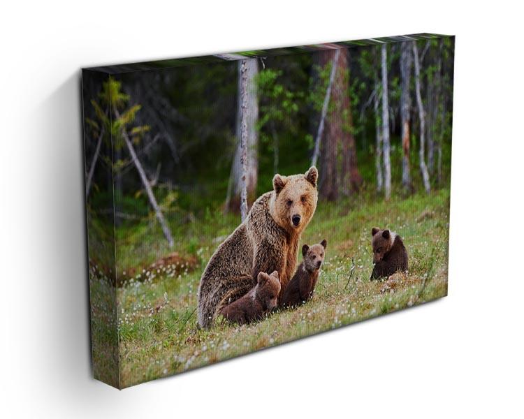 Brown mother bear protecting her cubs Canvas Print or Poster - Canvas Art Rocks - 3