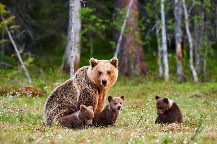 Brown mother bear protecting her cubs Wall Mural Wallpaper
