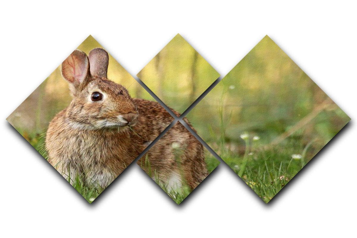 Brown rabbit looking into the camera 4 Square Multi Panel Canvas - Canvas Art Rocks - 1
