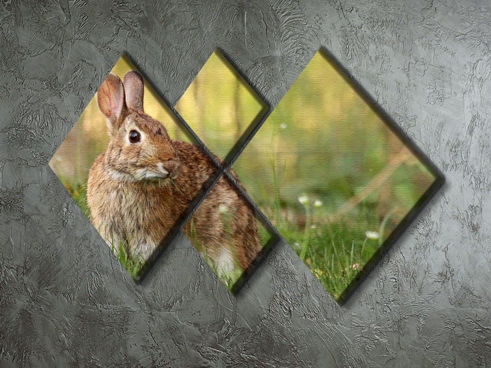 Brown rabbit looking into the camera 4 Square Multi Panel Canvas - Canvas Art Rocks - 2