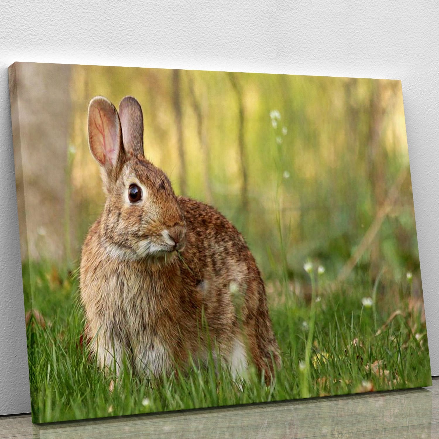 Brown rabbit looking into the camera Canvas Print or Poster