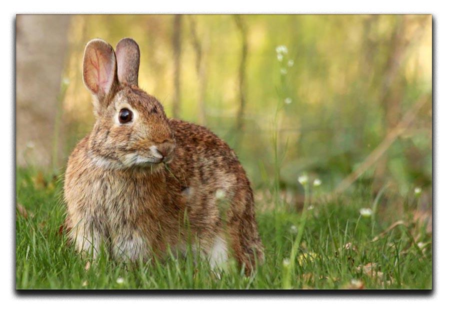 Brown rabbit looking into the camera Canvas Print or Poster - Canvas Art Rocks - 1