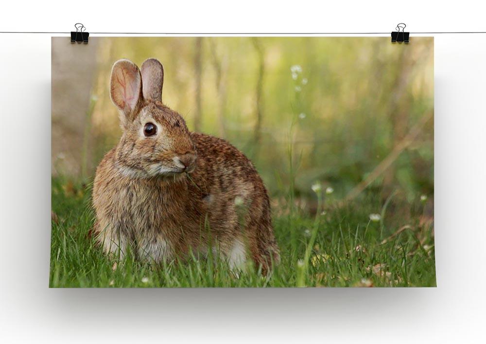 Brown rabbit looking into the camera Canvas Print or Poster - Canvas Art Rocks - 2