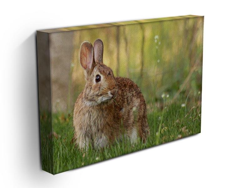 Brown rabbit looking into the camera Canvas Print or Poster - Canvas Art Rocks - 3