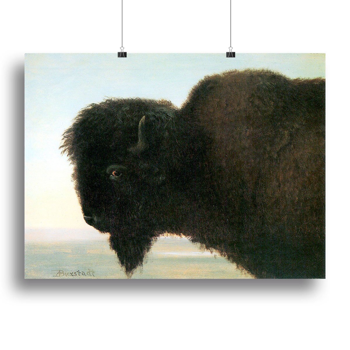 Buffalo Head by Bierstadt Canvas Print or Poster