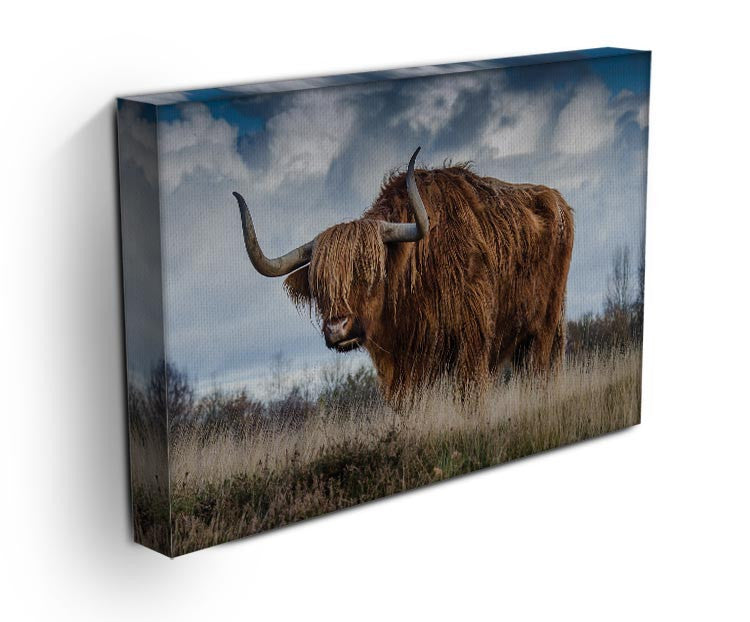 Bull Print - Canvas Art Rocks - 3