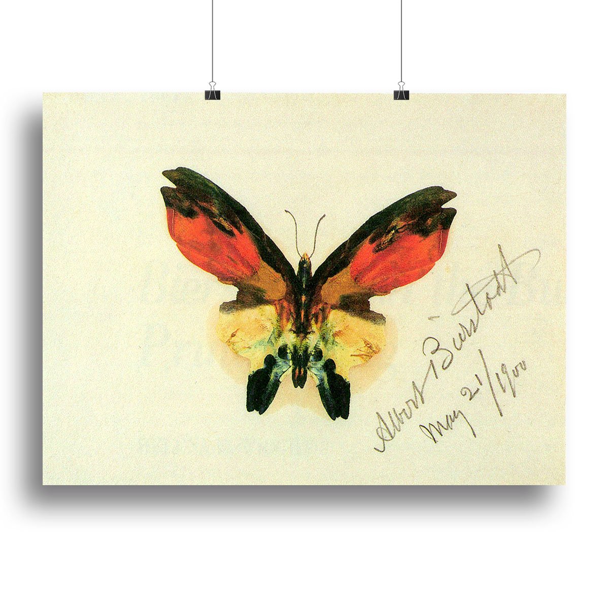 Butterfly 2 by Bierstadt Canvas Print or Poster