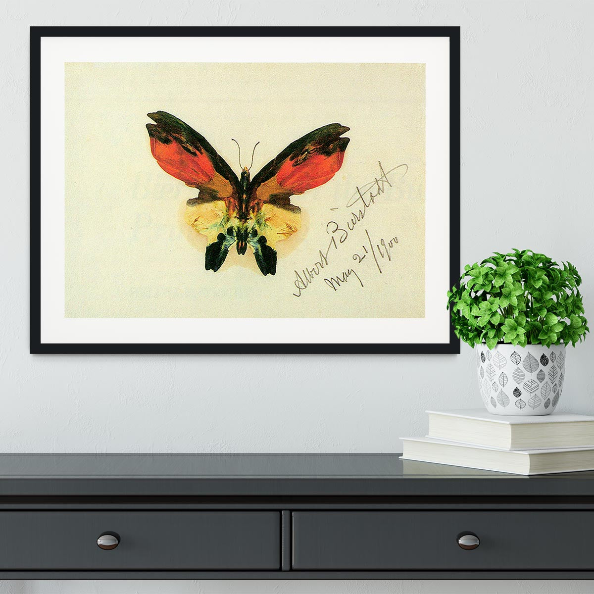 Butterfly 2 by Bierstadt Framed Print - Canvas Art Rocks - 1