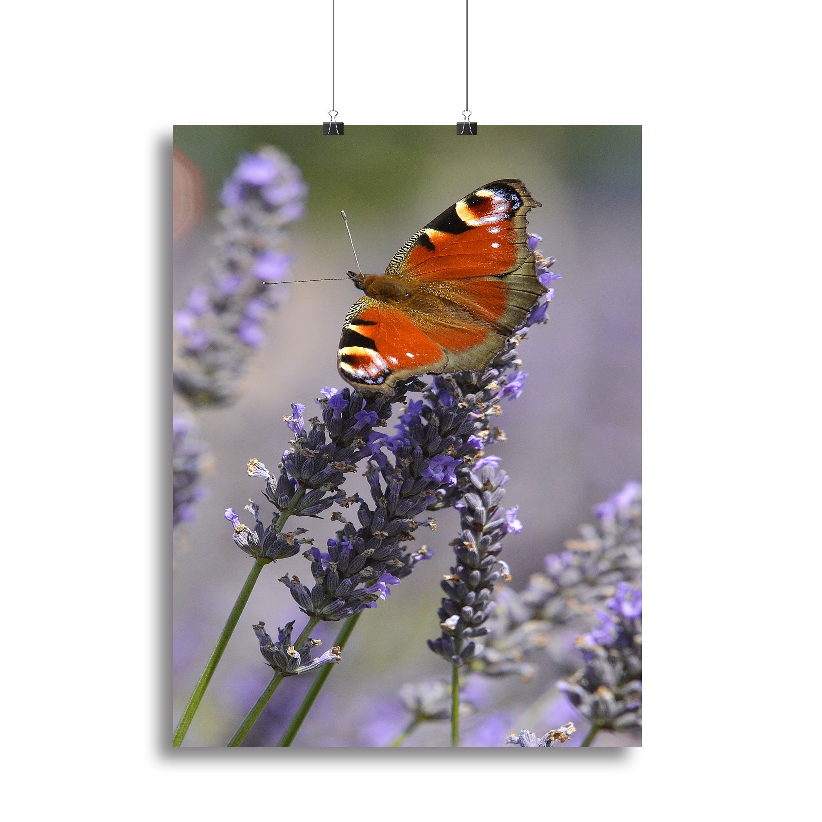 Butterfly on Lavender Canvas Print or Poster