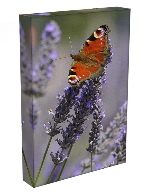 Butterfly on Lavender Canvas Print or Poster - Canvas Art Rocks - 3