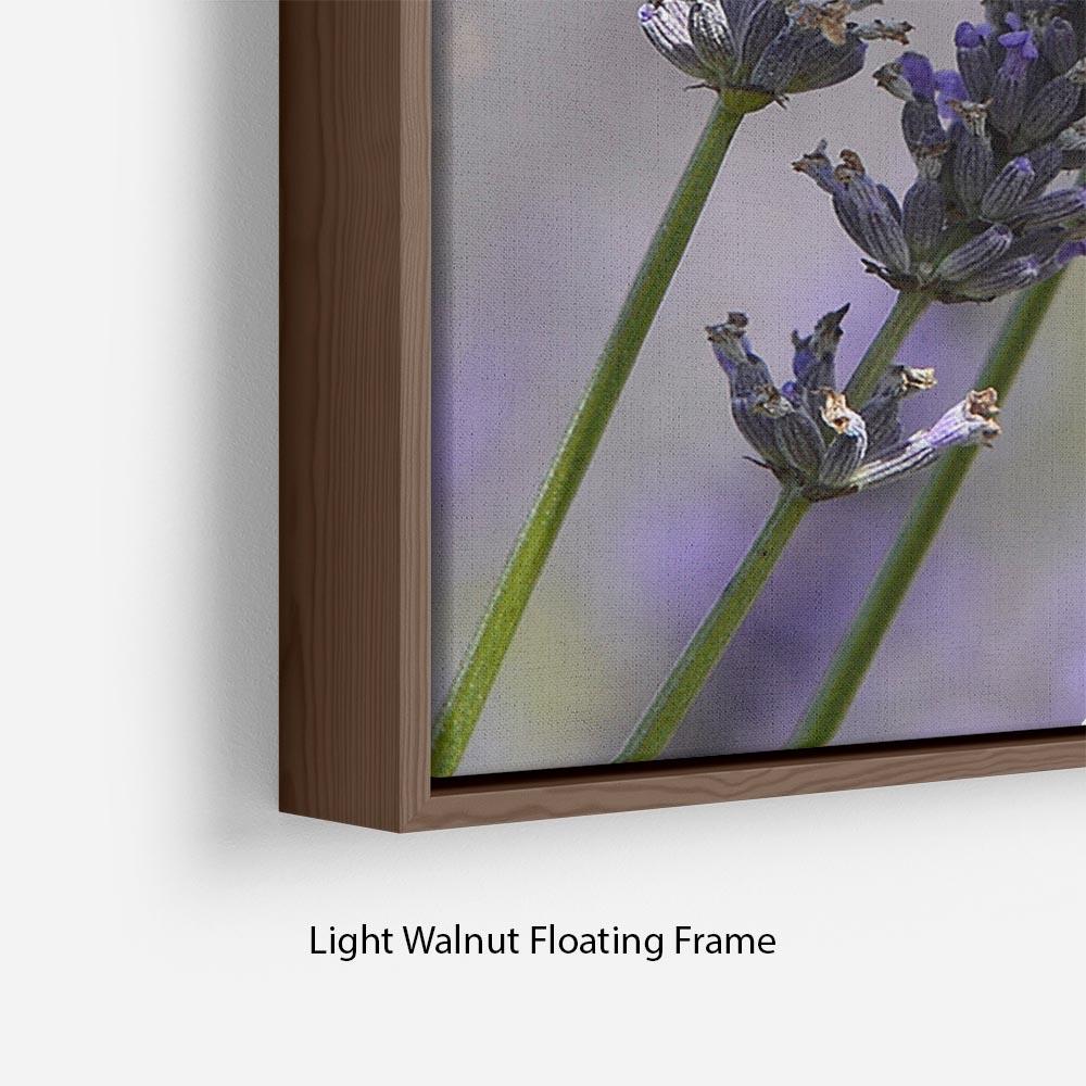 Butterfly on Lavender Floating Frame Canvas - Canvas Art Rocks - 8